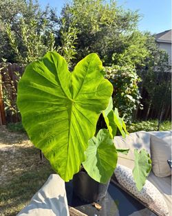Elephant Ears Plant