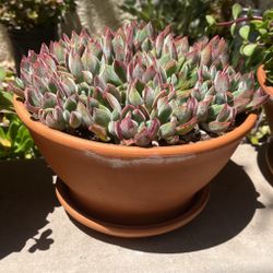 Succulent w/pot