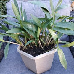 MINIATURE ORCHID PLANTS. WHITE FLOWER