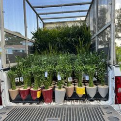 Lucky Bamboo In Ceramic Pot. SPECIAL PRICE!🤩