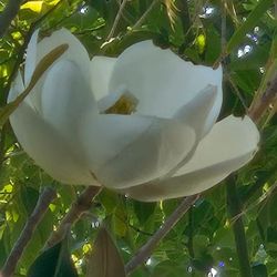 Magnolia Plant 
