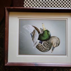 Mallard Duck Print