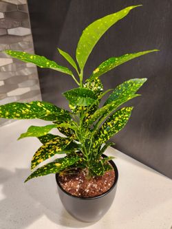 4.7"Gold Dust Croton Live Indoor Plant