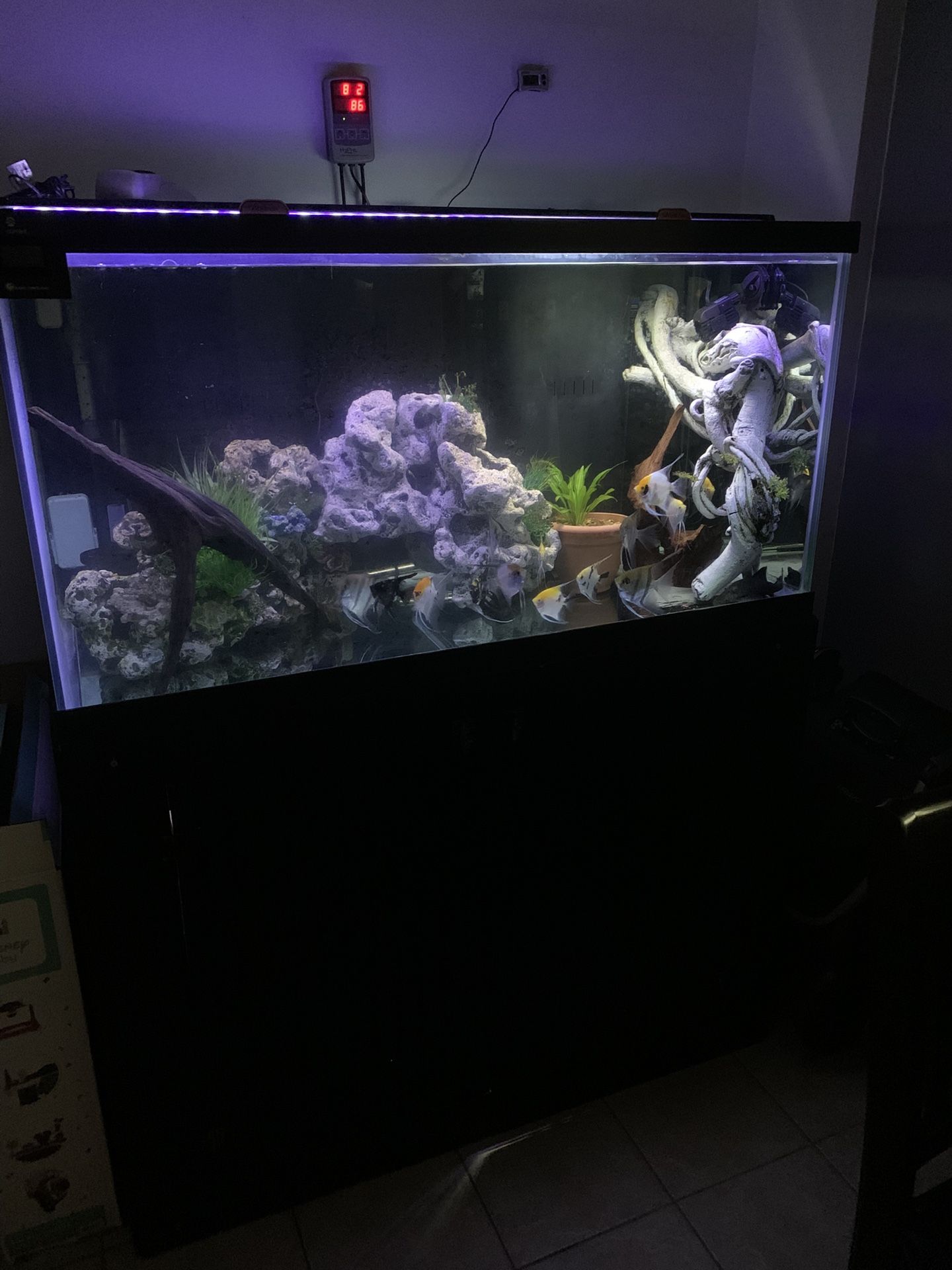 120 G Fish Tank Setup