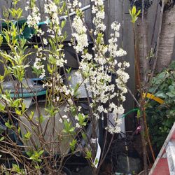 Beautiful Landscaping Trees