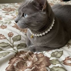 Greenbrier Kennel Club Faux Ivory Pearl Cat Pet Collar 