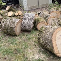 White Oak Wood Logs