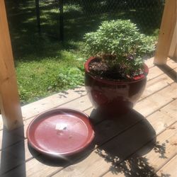 X-Large Rustic Ceramic Planter With Saucer And Live Mums Blooms In Fall