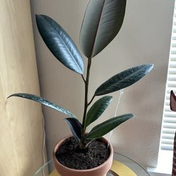 Rubber Fig Plant In A 5” Pot 20” Tall 