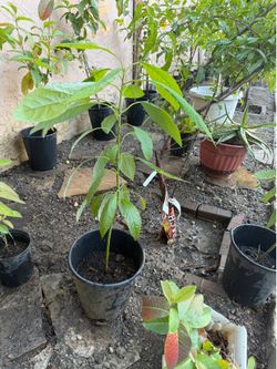 Avocado fruit tree