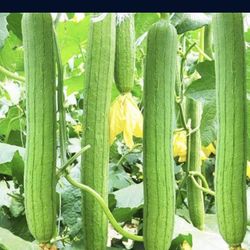 Luffa Seedling Plants 6in Also Sponse Mellon
