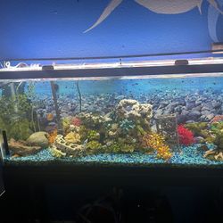 50 Gallon Fish Tank And Stand 