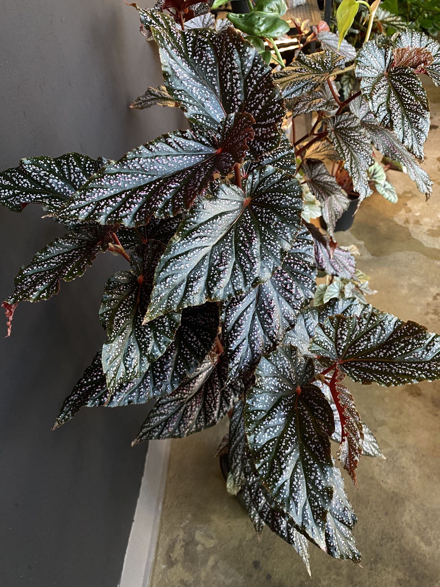 Large Angel Wing Begonia