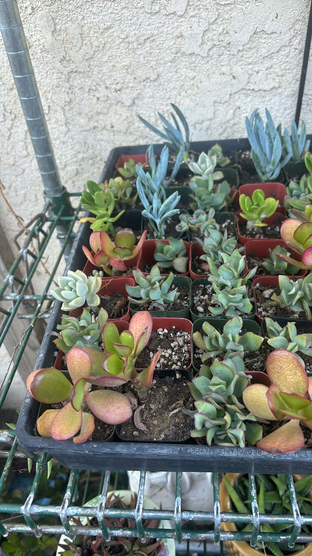 Succulents