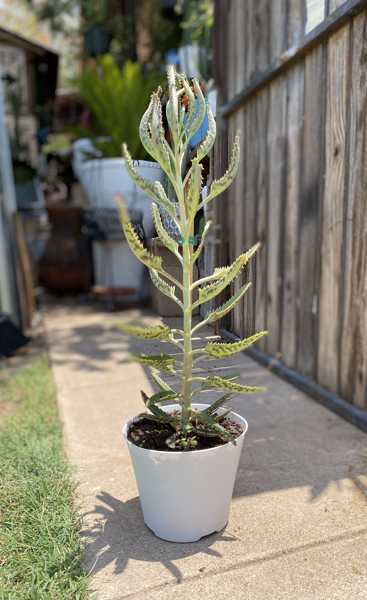 Kalanchoe Plant