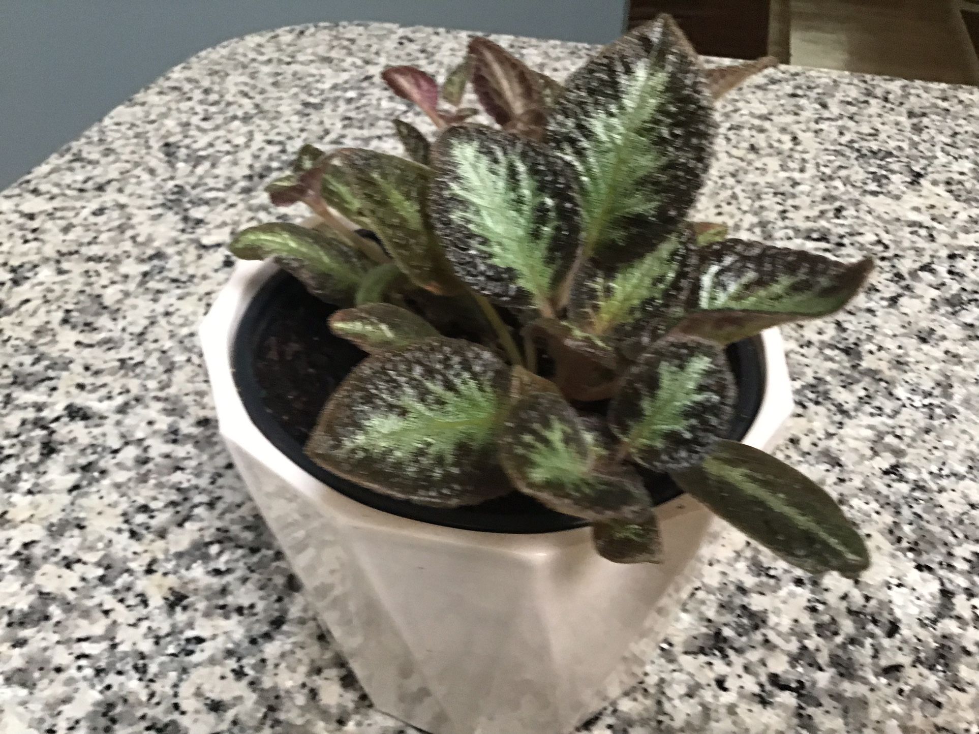 Plant