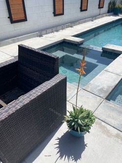 Plant includes vibrant plastic Pot