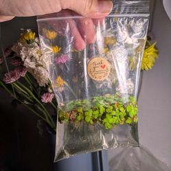 Aquarium Plants $5 Bag 