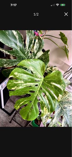 Big Monstera Mint