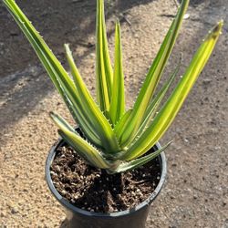 Tree Aloe Hércules Variegated 