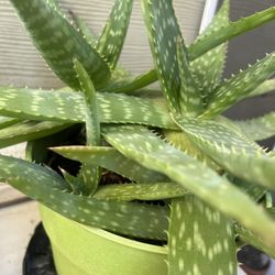 Aloe Vera