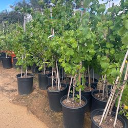 Grape vines- Blueberry Plants- Strawberry Plants- Gooseberry Plants- Currant Berry Plants- Blackberry Plants- White Blackberry Plants