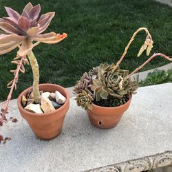 2 succulent plants in terracotta pots