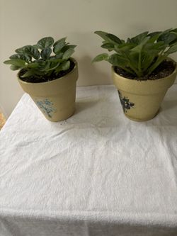 African Violets
