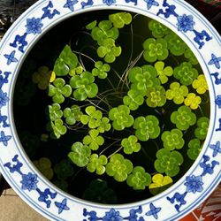 Four leaf water clover -Pond Plant 