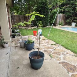 Curry Leaf Plant
