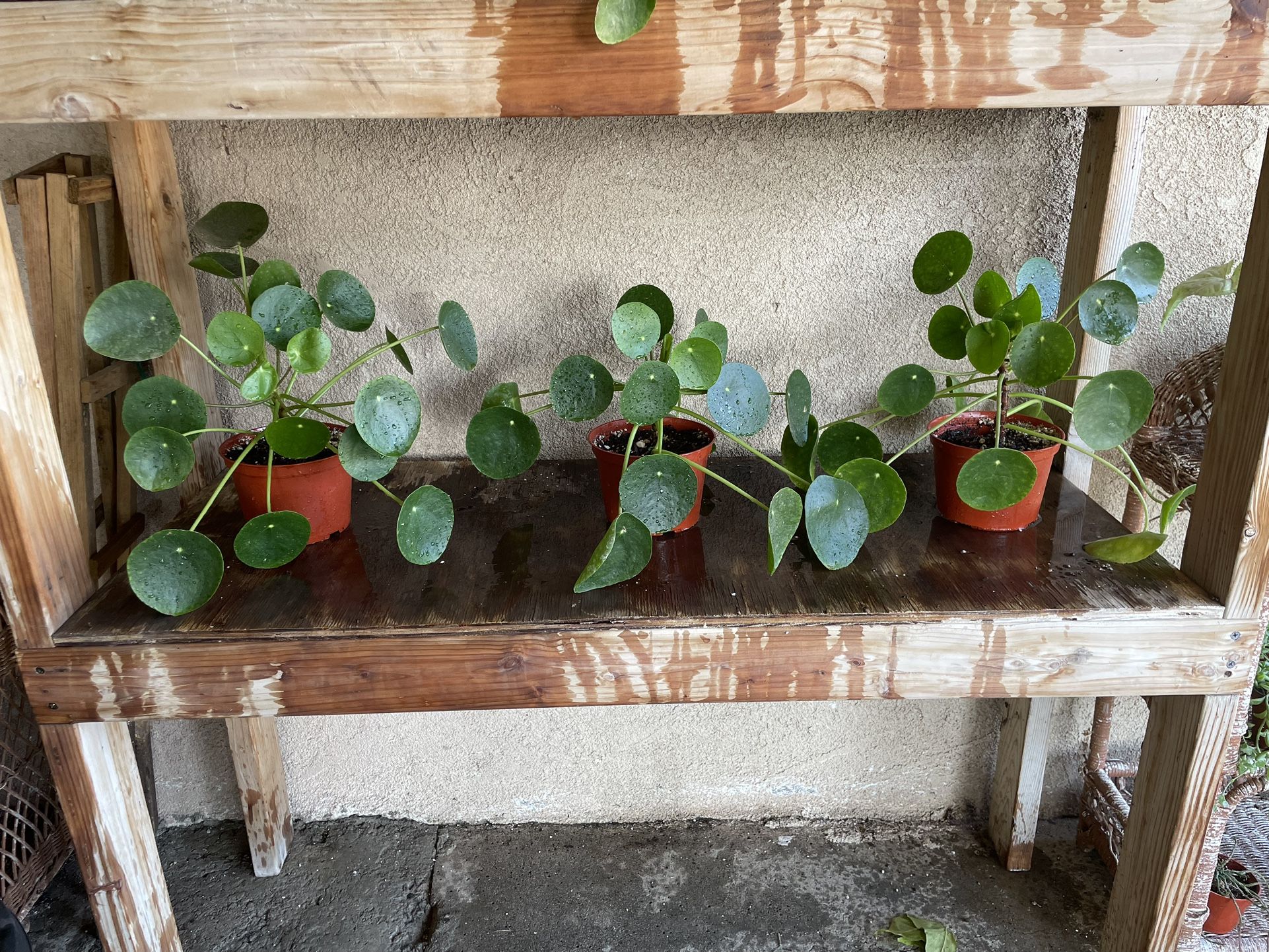 Pilea Chinese Money Plants, $15 Each