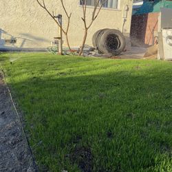 Grass Seeding