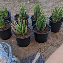 Aloe Vera Plants $4 EACH