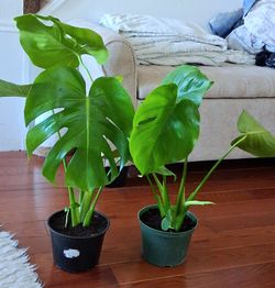 Live Healthy Monstera indoor Houseplants with nursery pots each $11  and 2 for $20 sale