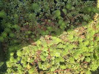 Aquarium Plants