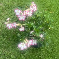 DESERT ROSE PLANT  (3 Gallon Pot)