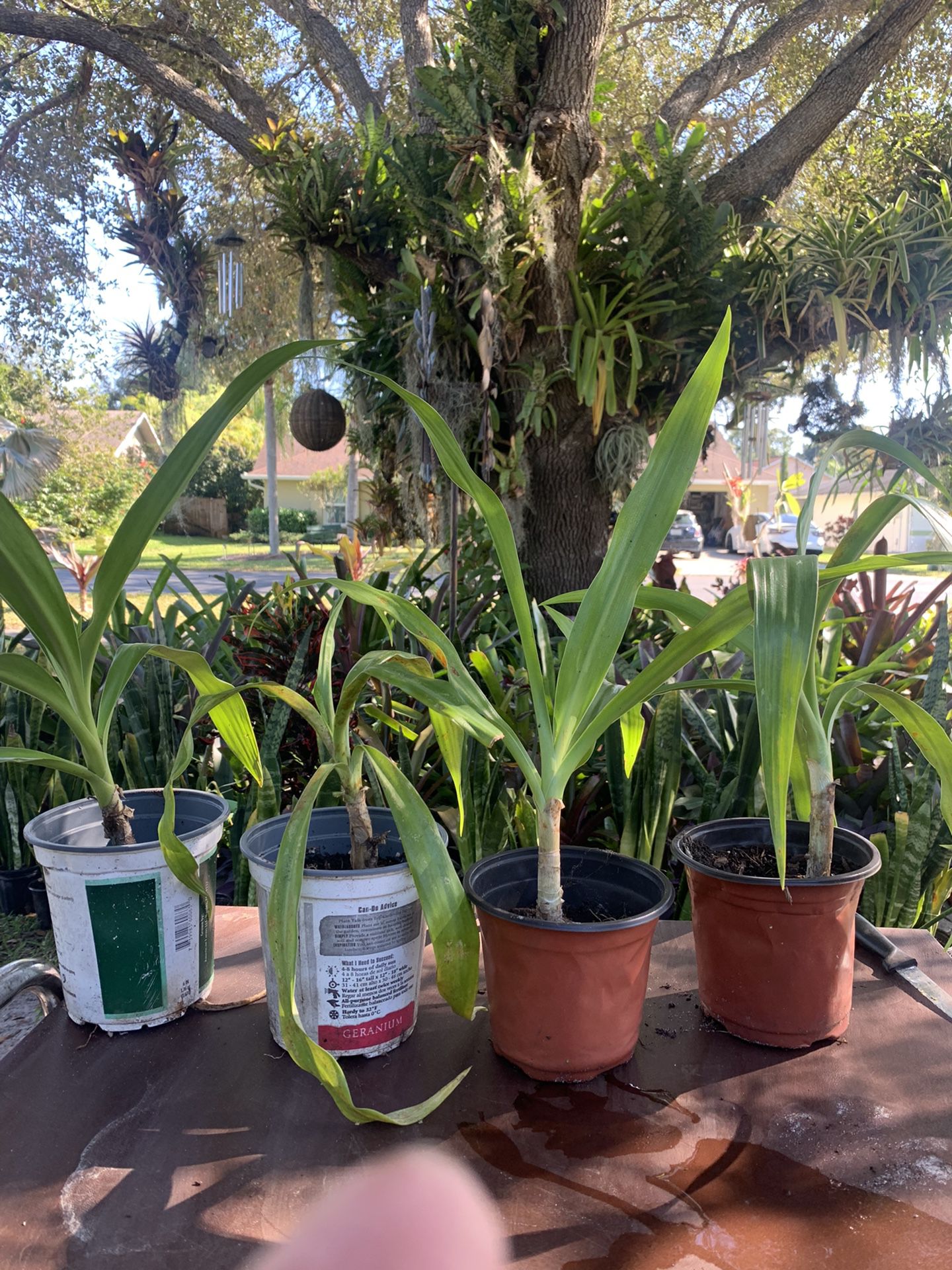 Giant  Green Crinum  Lilys