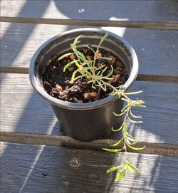 Black Goji Berry - Free