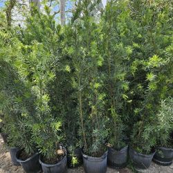 podocarpus abiut 6 feet tall Instant  privacy Hedge  for fence  full green ready for planting 
