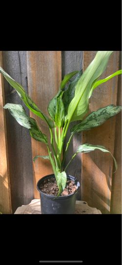 Aglaonema Chinese Evergreen Potted Plant