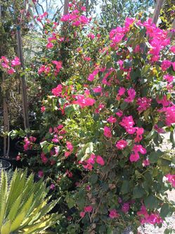 Boganbilias plant.