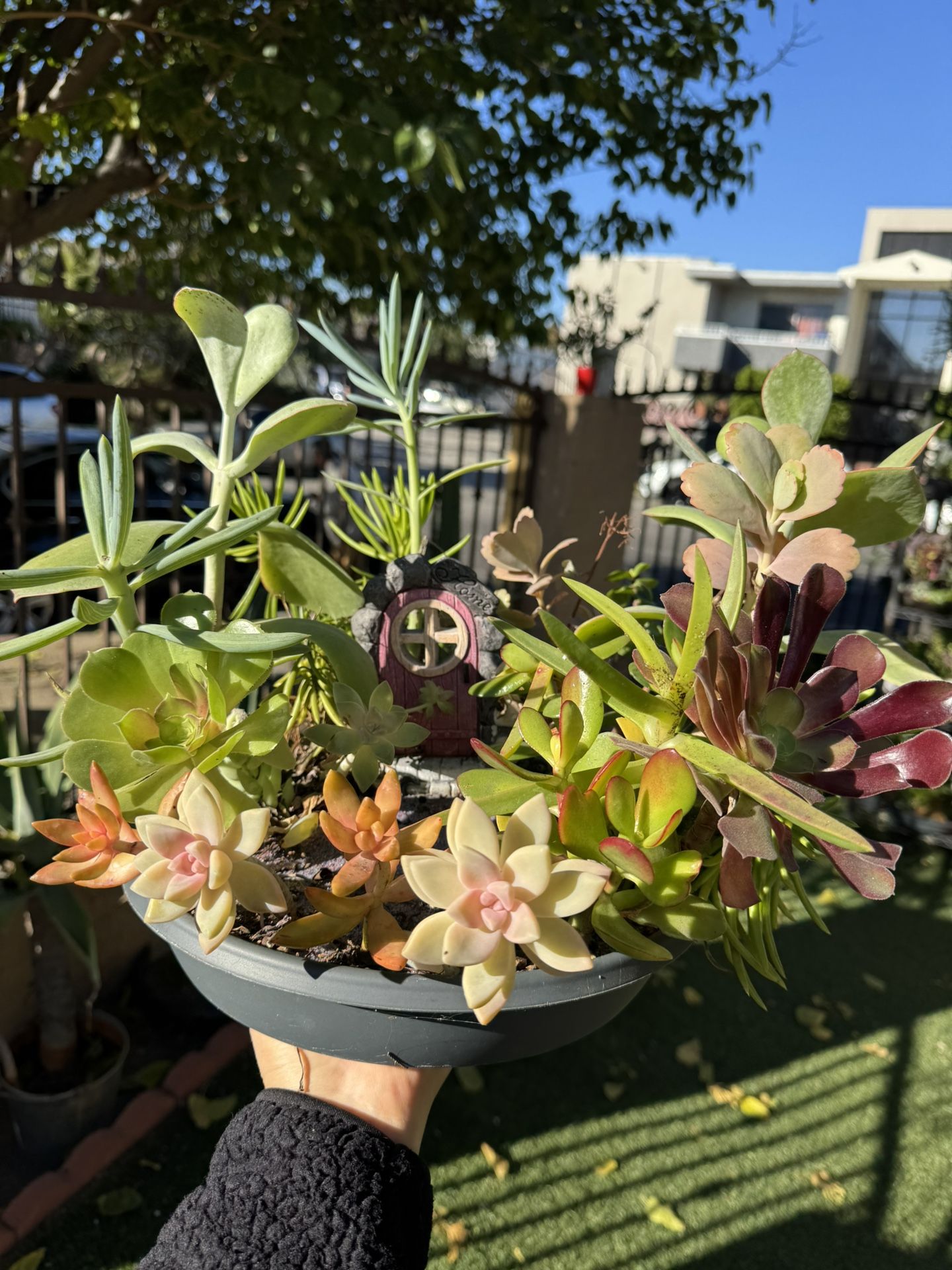 Gorgeous Succulent Garden