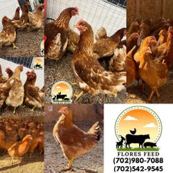 Gallinas