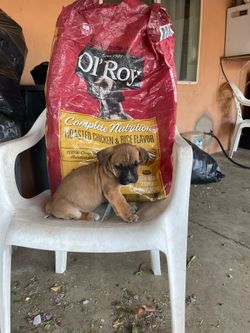 Comida de perro