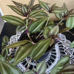 Big Beautiful Tradescantia Zebrina 🪴 