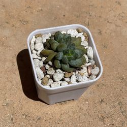 Succulents