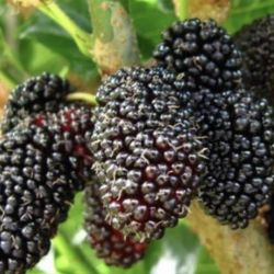 1 Gallon 2 Feet BlackBerry Fully Rooted Plant