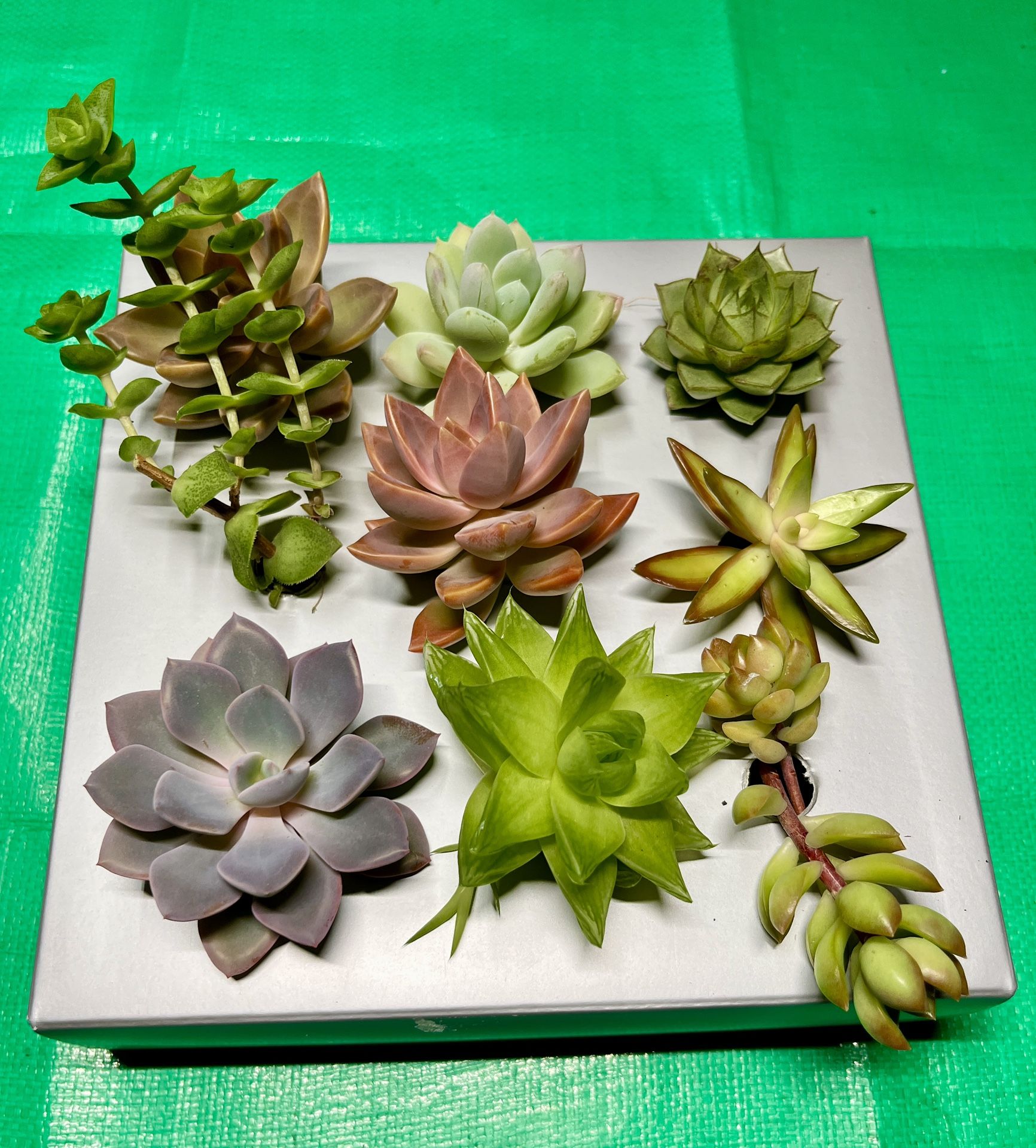 DIY Succulent Collection. Sammamish, Beaver Lake