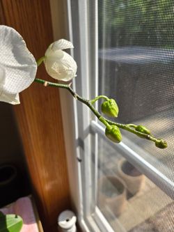 White orchid