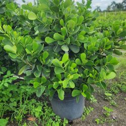 Beautiful Clusias Plants For Inmediate Privacy!!! 5-6 Feet Tall Measurements Over The!!! Fertilized 